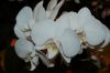 Hochzeit-Heirat-Orchideen-HH-120331-DSC_0032.JPG