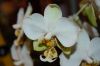 Hochzeit-Heirat-Orchideen-HH-120331-DSC_0374.JPG